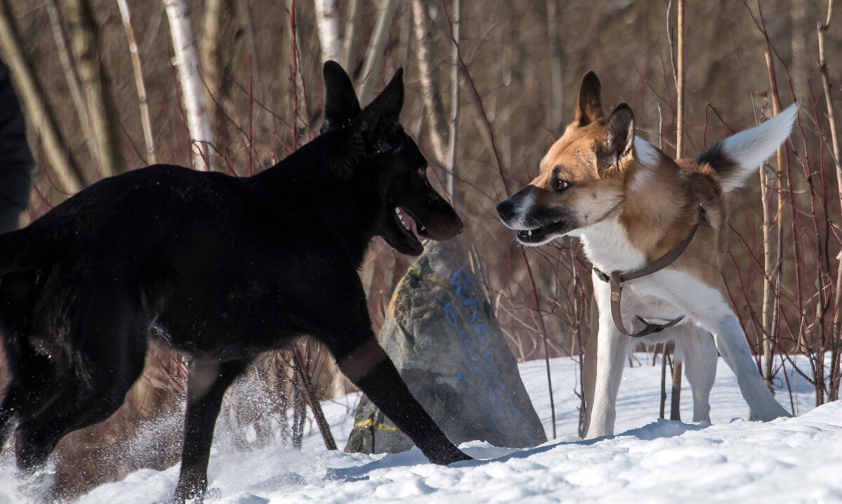 Разговор по душам... - Владимир Безбородов
