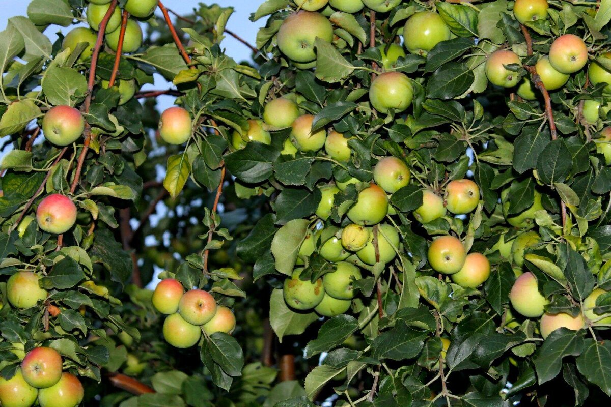 Урожай. - Татьяна Перегудова 