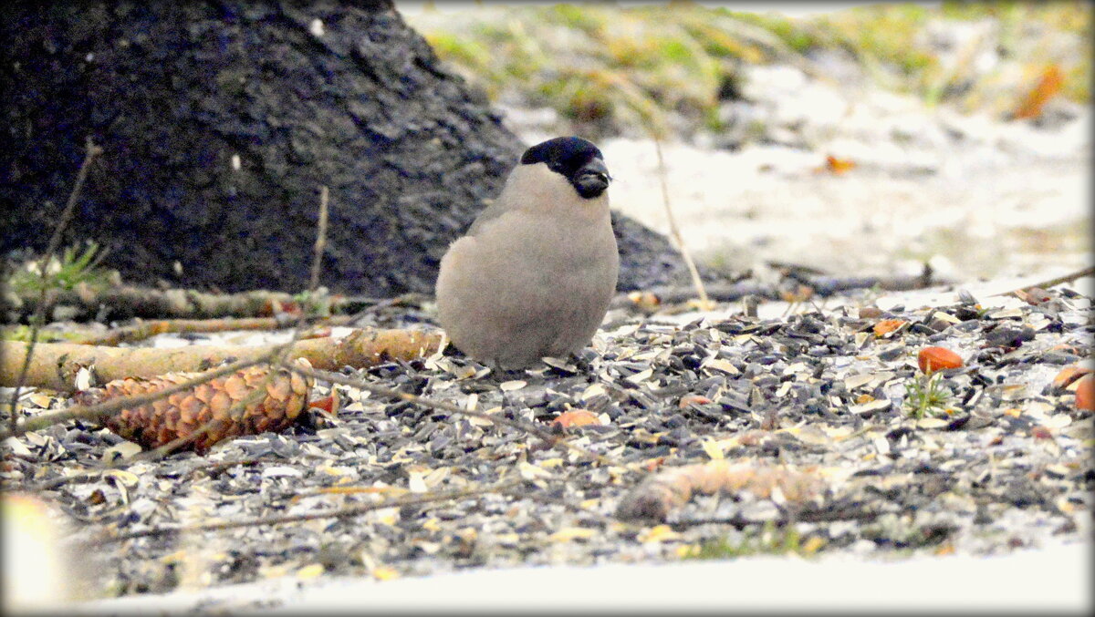Перекус у снегирей - 4 - Сергей 