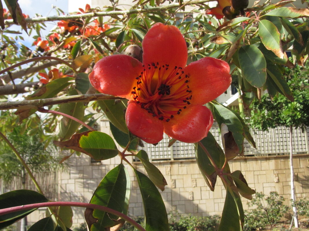 Цветок сэйбы - Герович Лилия 