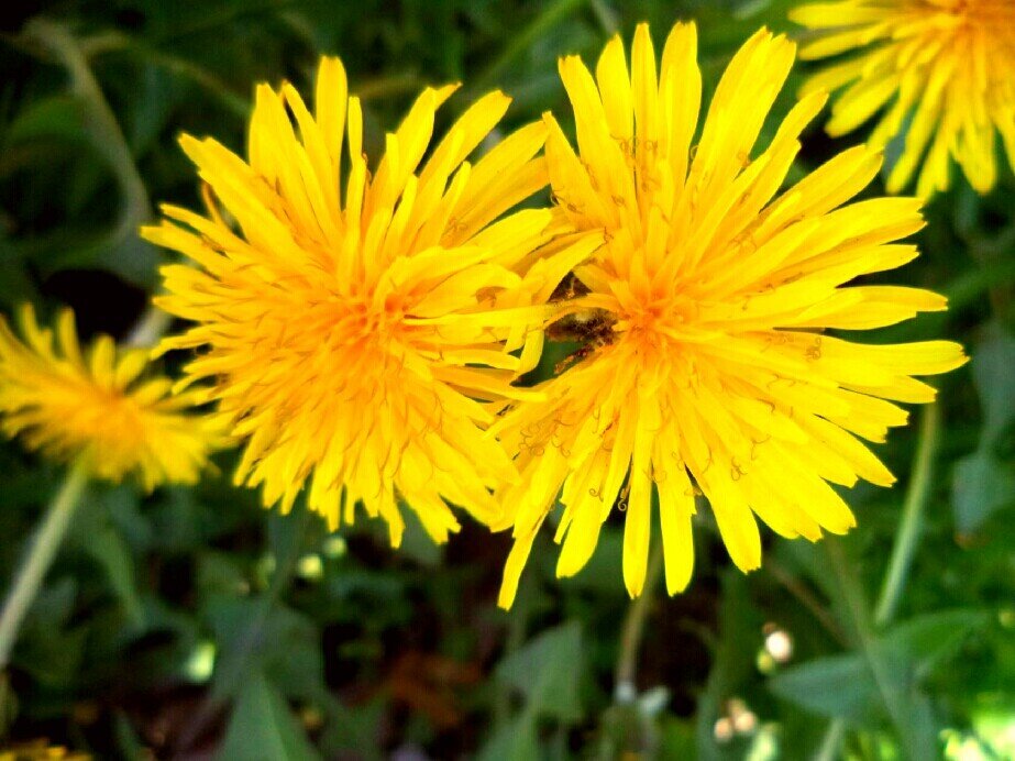 ОДУВАНЧИК - Любовь Можар