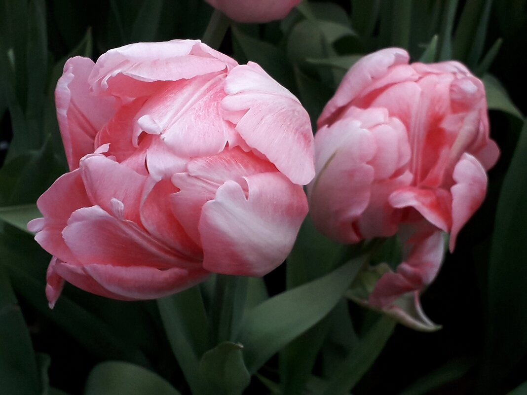 Нежный дуэт - Лидия Бусурина