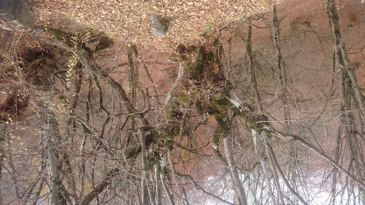 На холме среди буков - Виктор Мухин На холме среди буков - Виктор Мухин