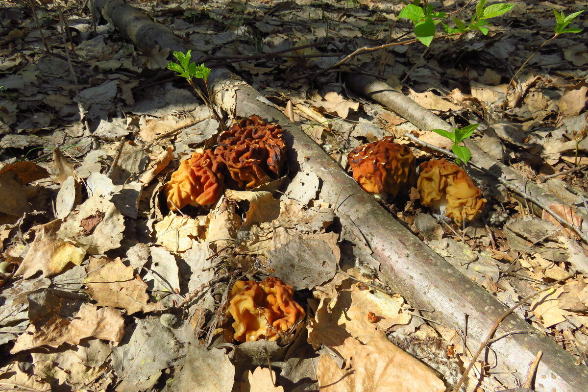 Строчок березовый - Григорий охотник Строчок березовый - Григорий охотник