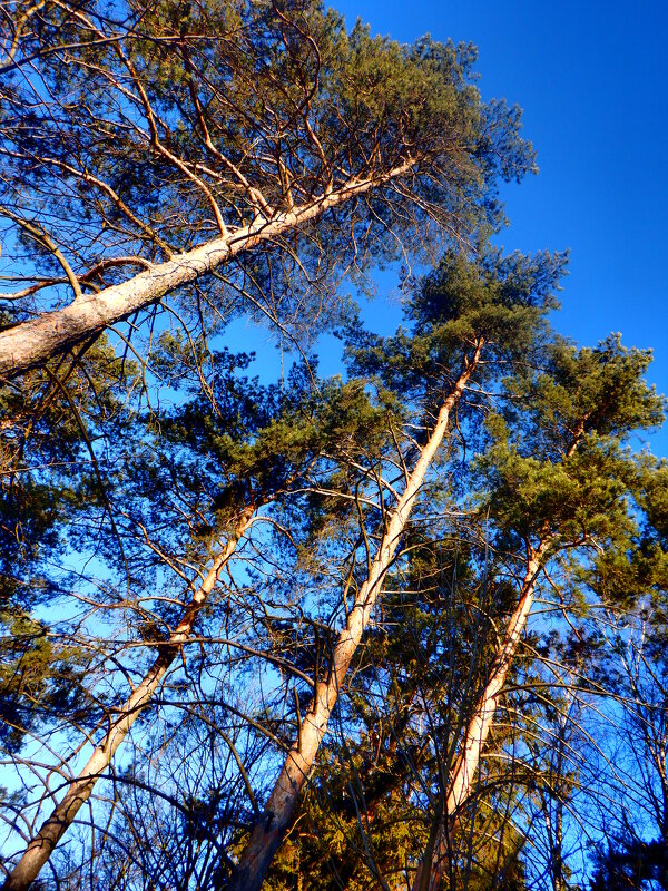 Сосны - Михаил 