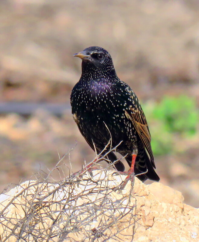 Скворцы в Израиле - Николай Волков Скворцы в Израиле - Николай Волков