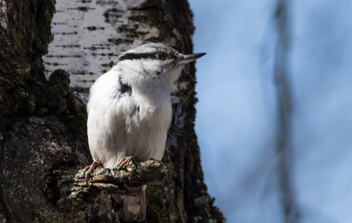 Нос по ветру... - Владимир Безбородов