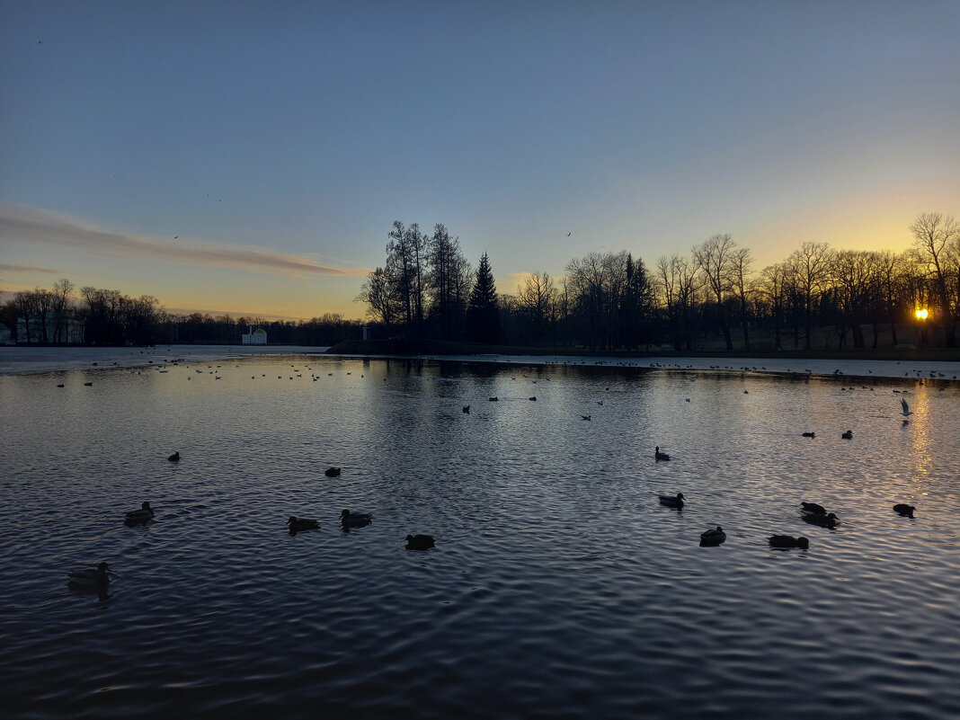 Утки на закате - Сапсан 