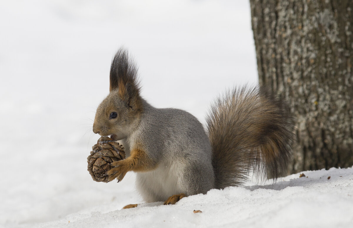 А орешки не простые - Константин 