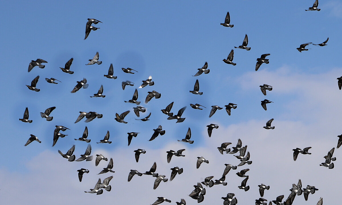 Весна - краснов юрий Весна - краснов юрий