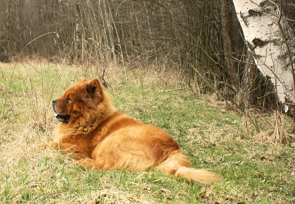 На природе. - Nonna 