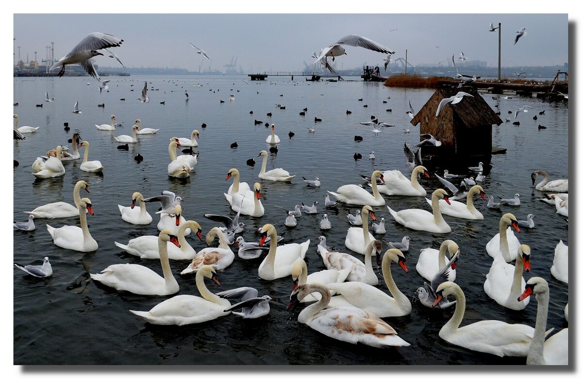 ЛЕБЕДИНОЕ ОЗЕРО - Анатолий Восточный
