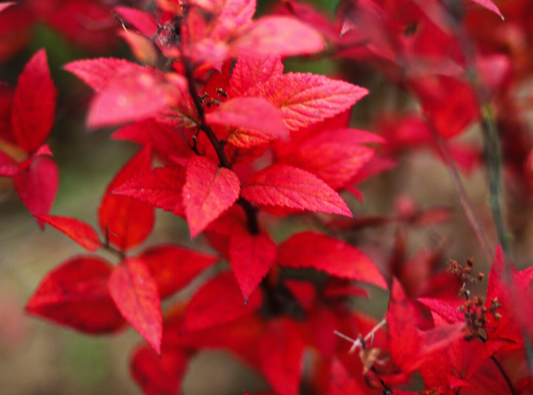 В парке. - Nonna 