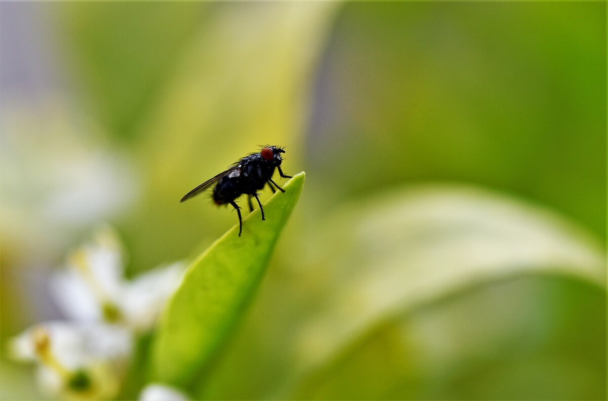 *** - Tatiana Kolnogorov