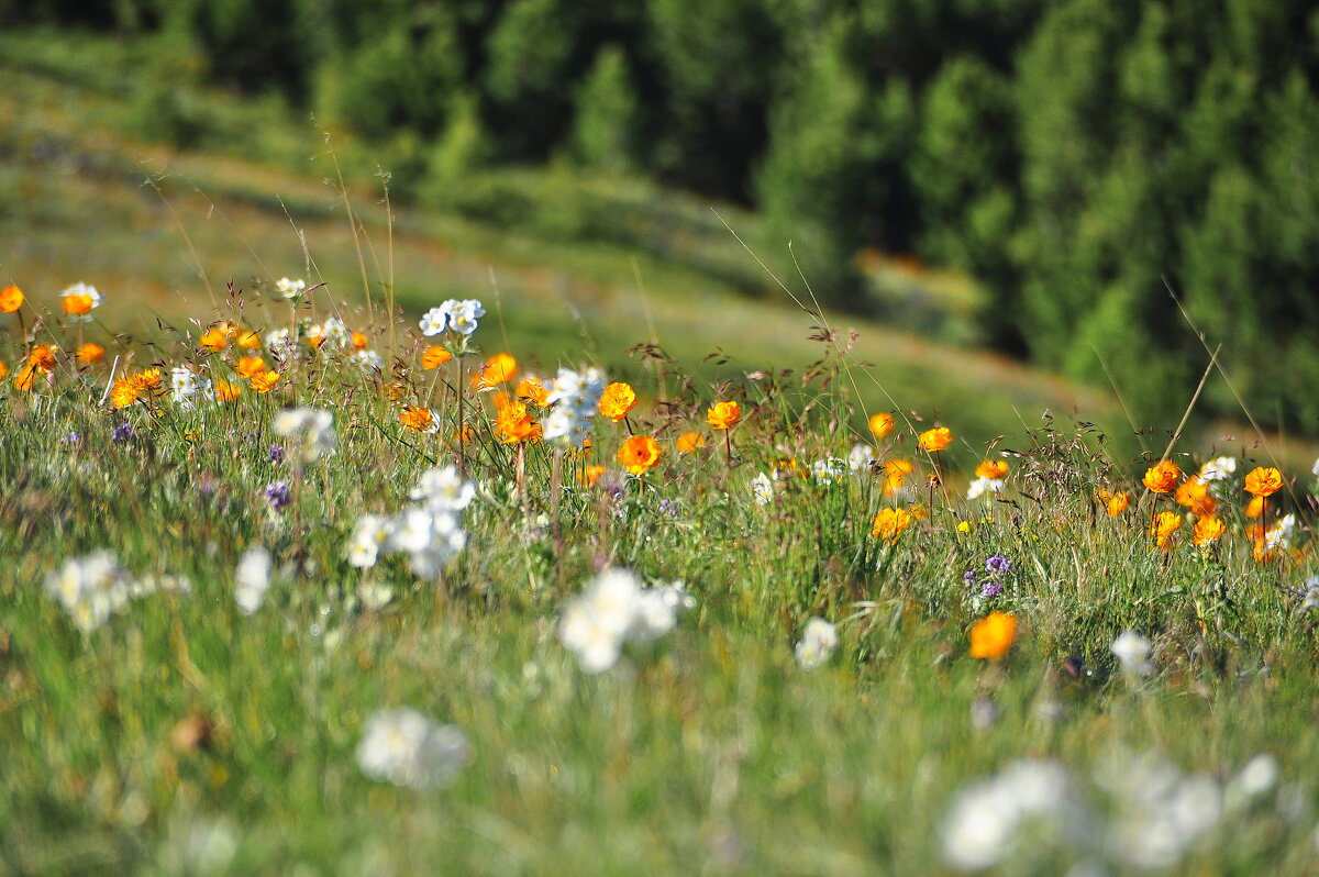 Цветущие луга Алтая - Спартак Краснопевцев