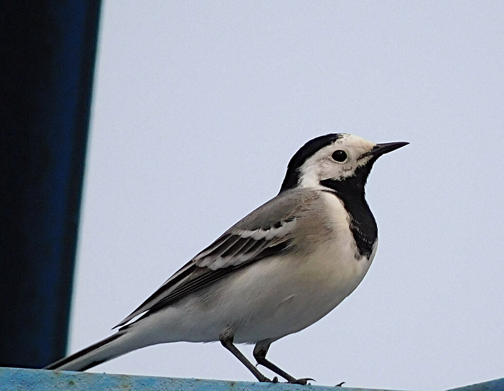 Трясогузка. - Лина 