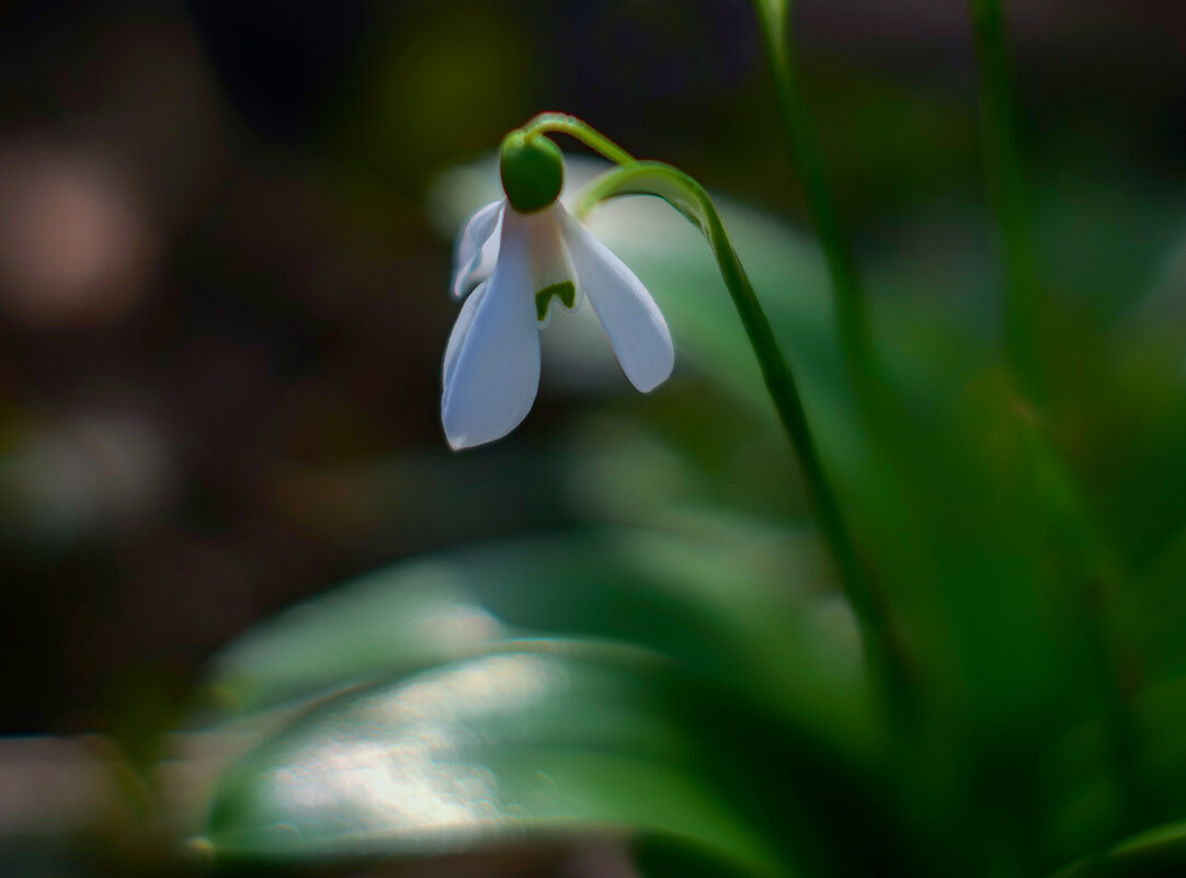 snowdrop - Zinovi Seniak