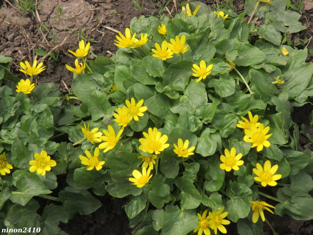 Солнышки - Нина Бутко