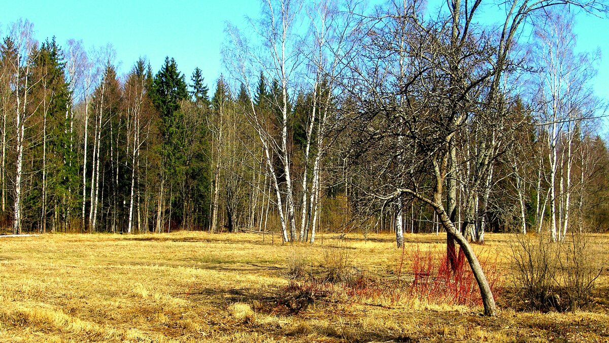 Весна в Баболовском парке ЦС - 2 - Сергей Весна в Баболовском парке ЦС - 2 - Сергей