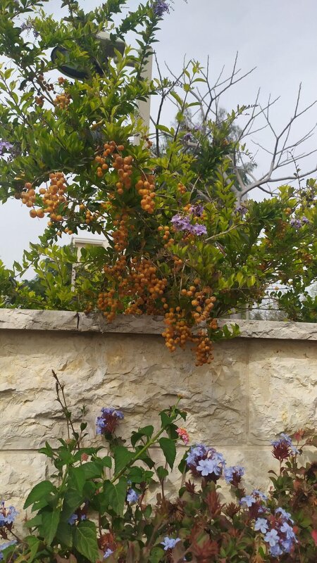 Emmenosperma alphitonioides - ilana Вольф