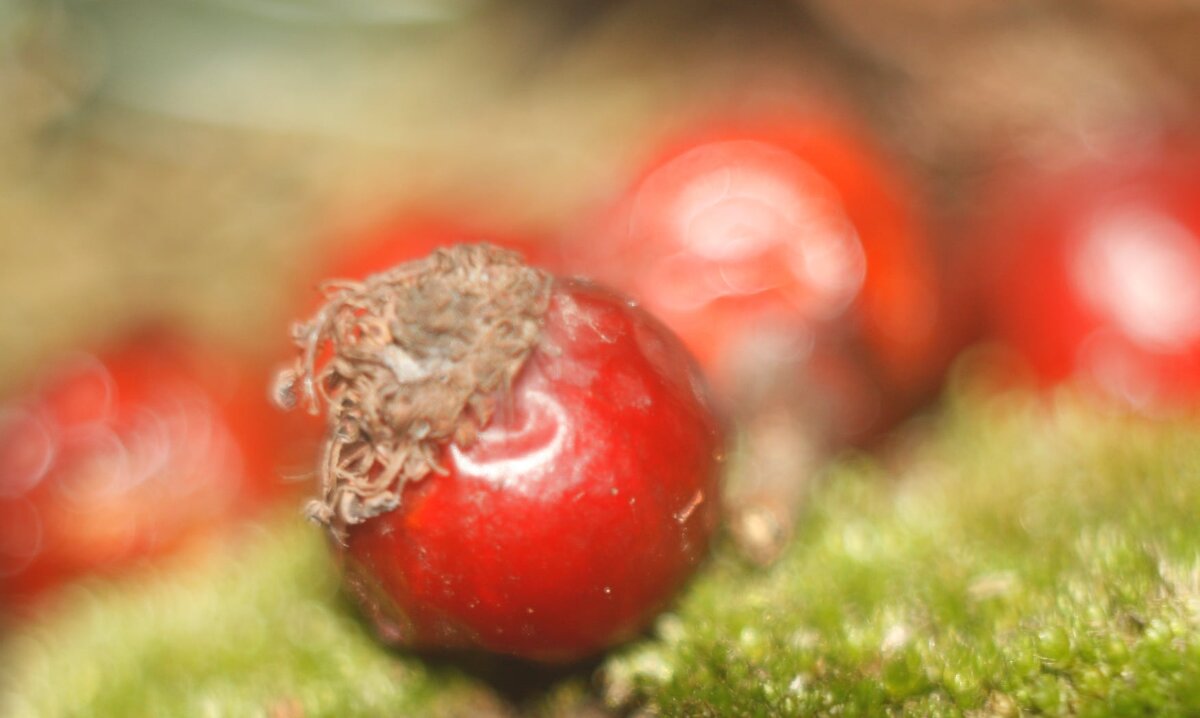 шиповник - Гонорий Голопупенко
