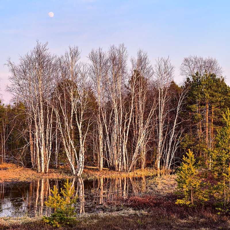Апрель. - Анатолий Бахтин