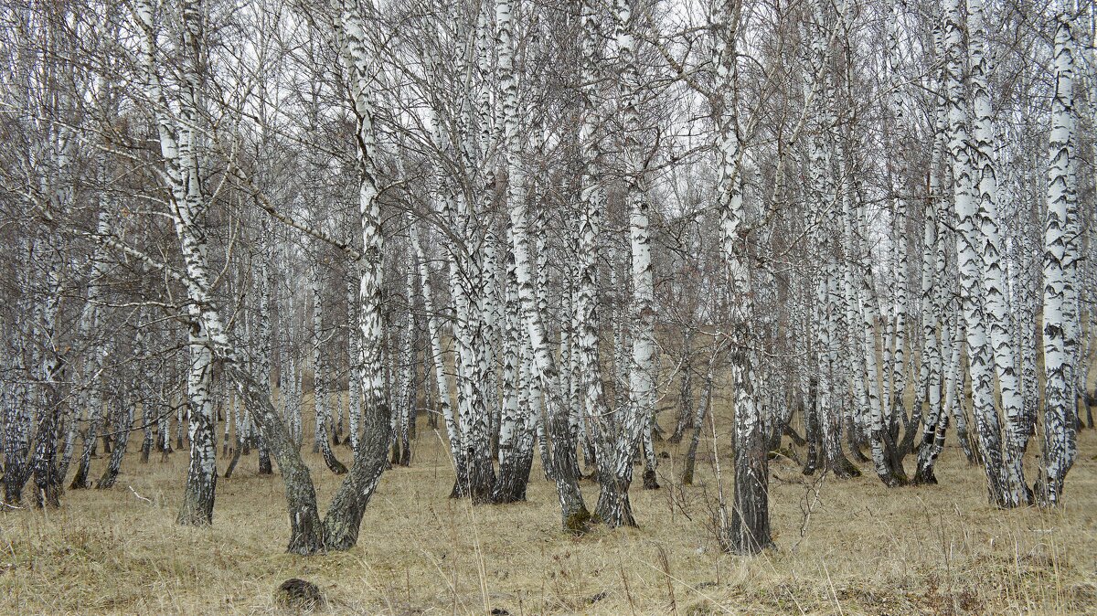 Холодная весна - Зинаида Каширина