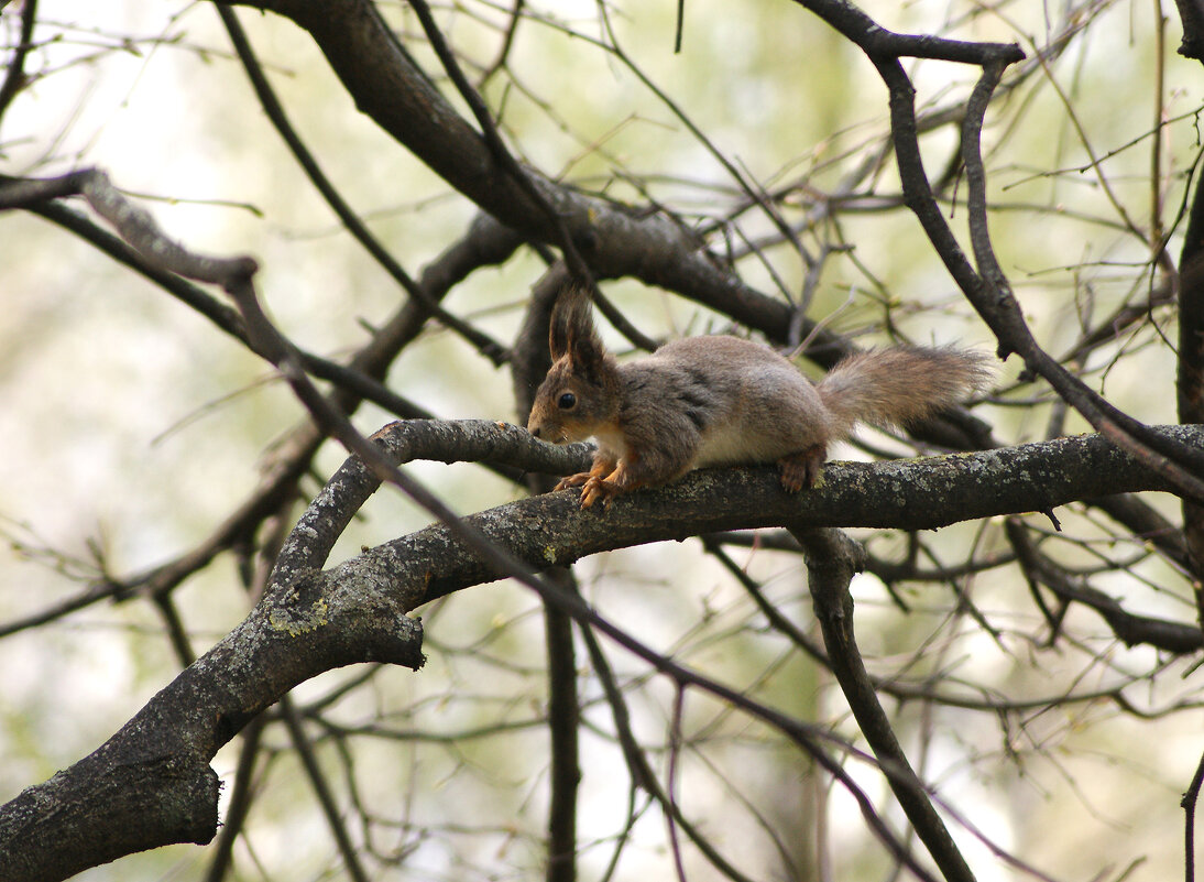 **** - Тарас Золотько