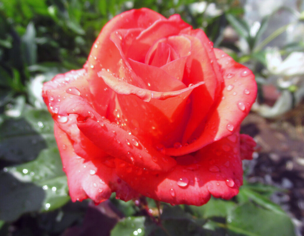 Розы... Розы... - viach Розы... Розы... - viach