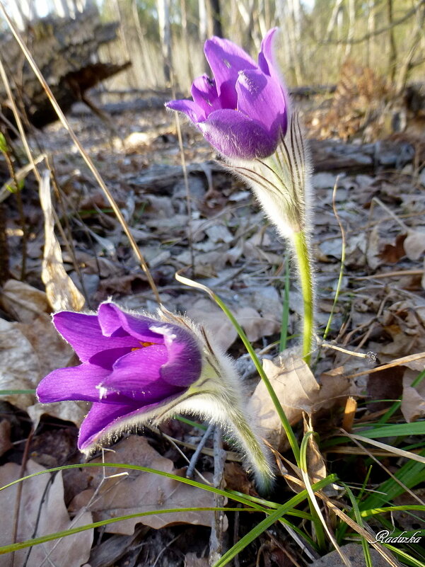 Весенняя радость - Raduzka (Надежда Веркина) Весенняя радость - Raduzka (Надежда Веркина)