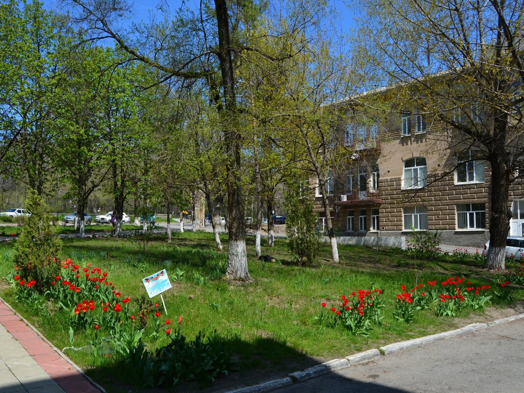 Новочеркасск. Тюльпаны Студенческого сквера. - Пётр Чернега