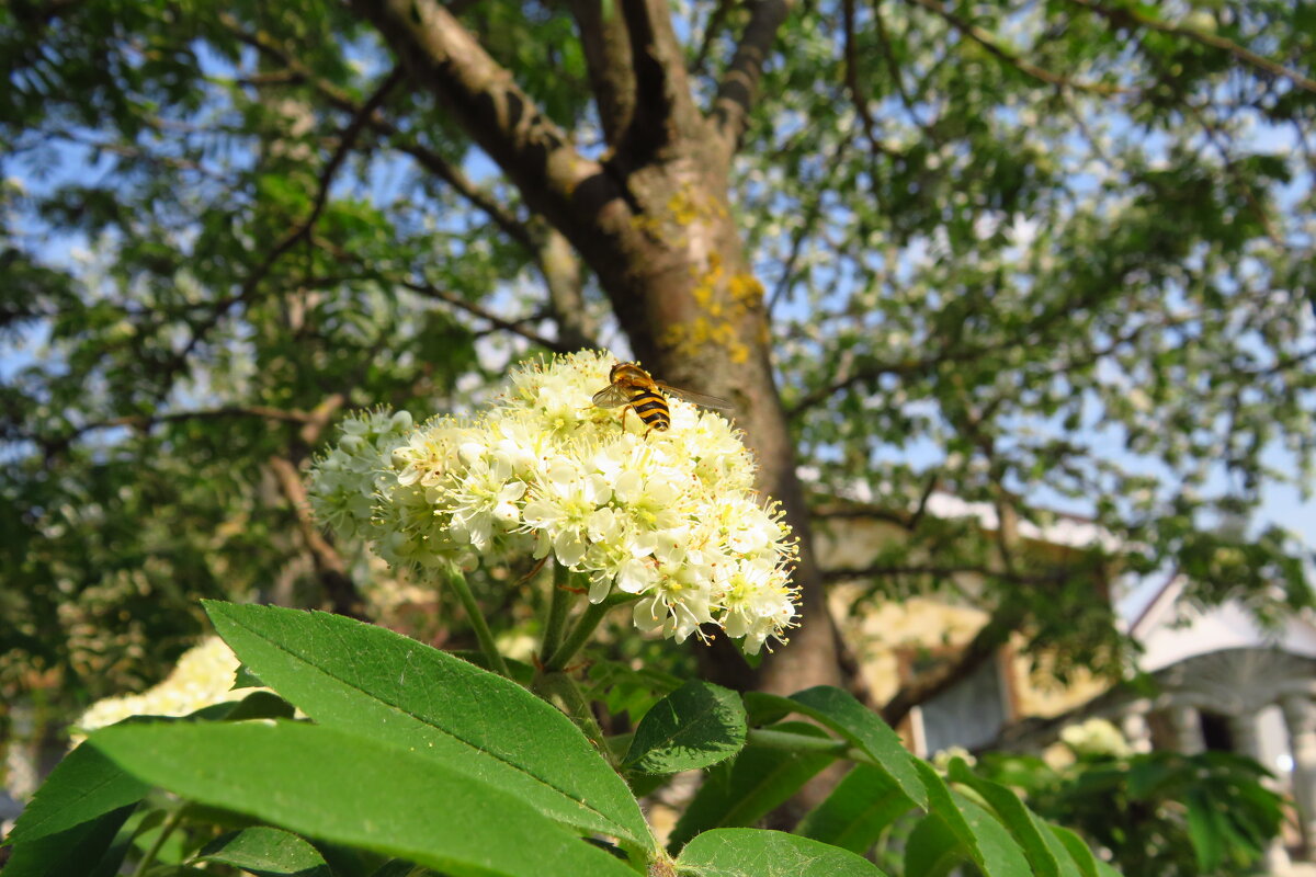 Май - Григорий охотник