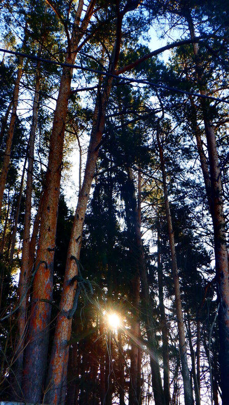 сосны - Михаил сосны - Михаил