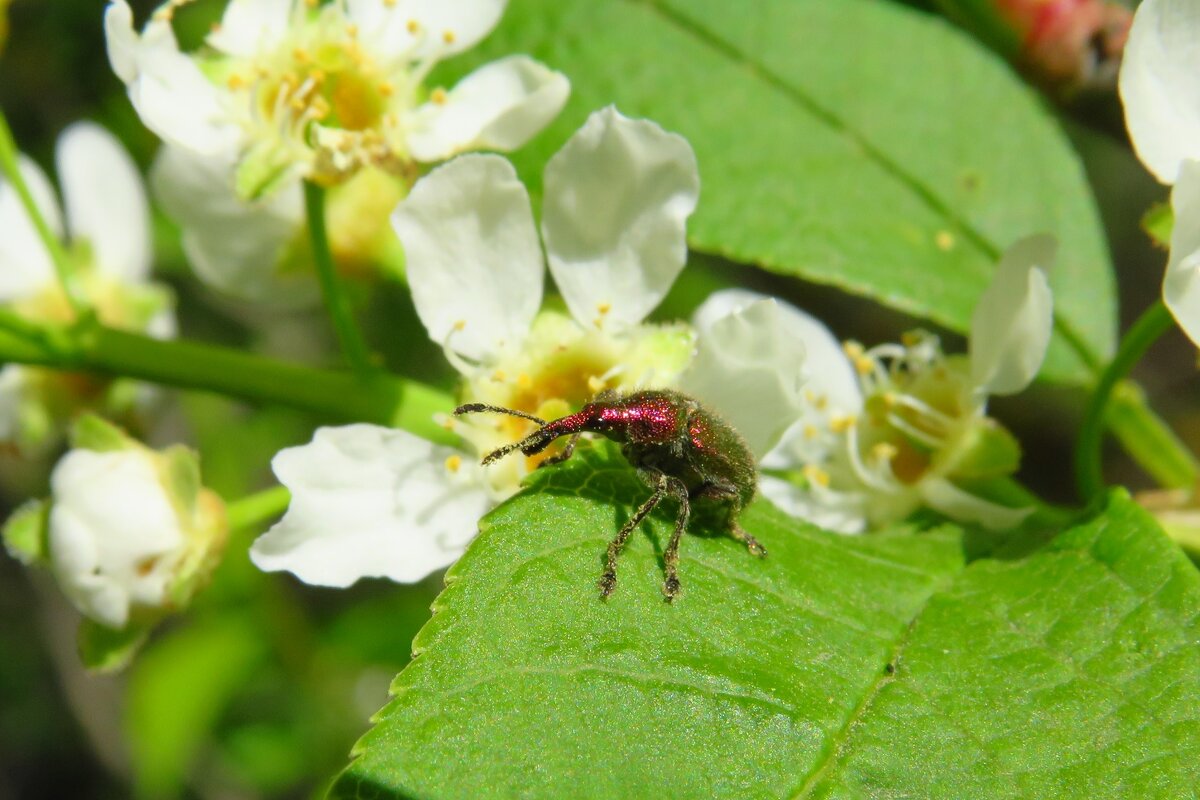 Май - Григорий охотник