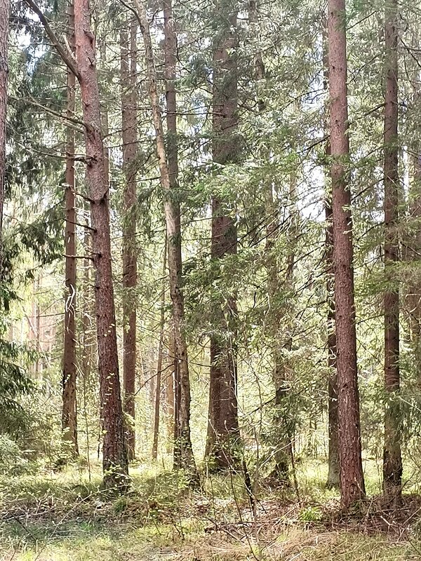 Майский лес, светом напоенный - Евгения Куприянова Майский лес, светом напоенный - Евгения Куприянова