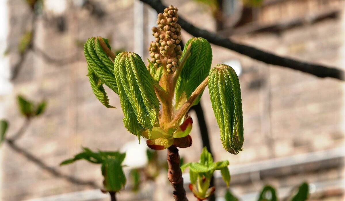 Цветущие каштаны, словно храмы... - Oleg Ustinov