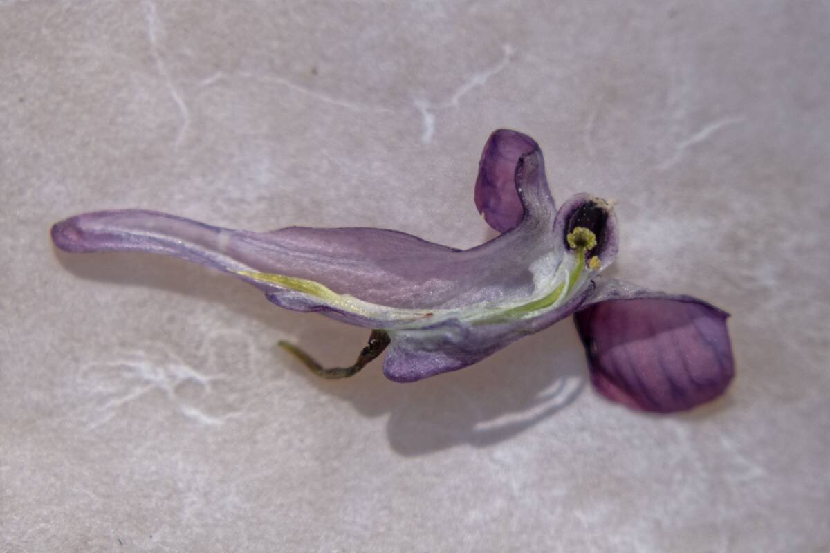 Хохлатка плотная - Corydalis solida - Николай Чичерин Хохлатка плотная - Corydalis solida - Николай Чичерин