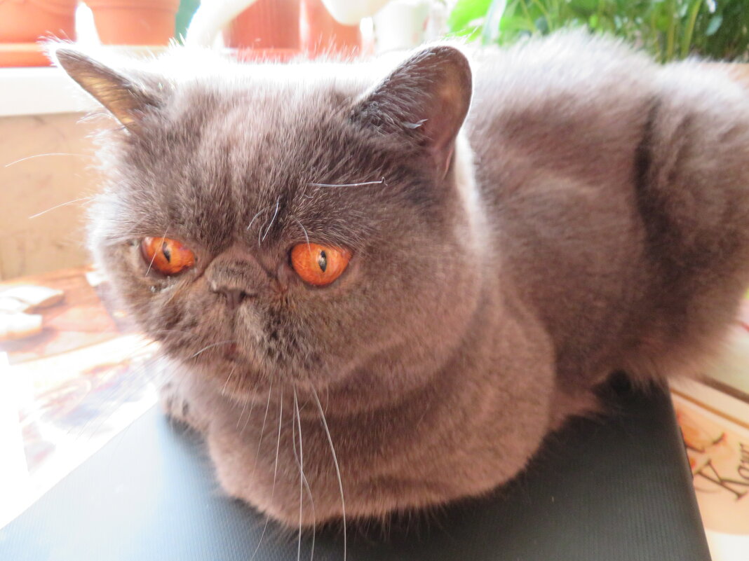 Пончик. - Зинаида 