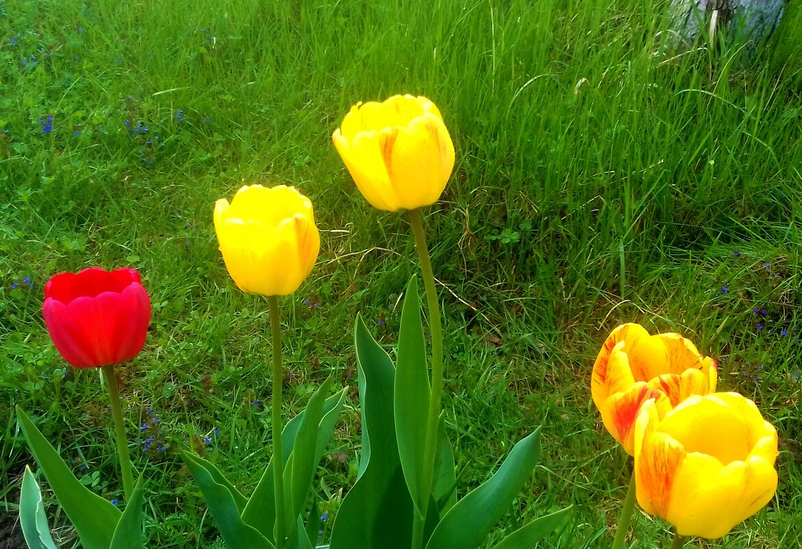 ------ - Владимир ------ - Владимир