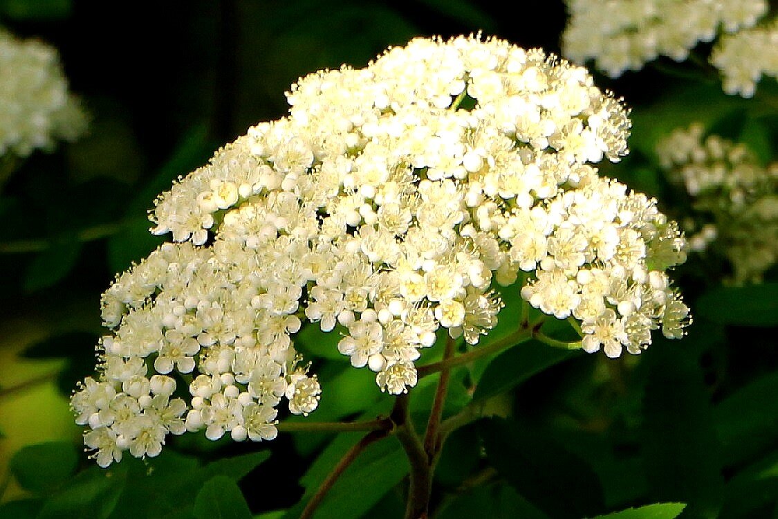 А просто весна за окном - Надежд@ Шавенкова