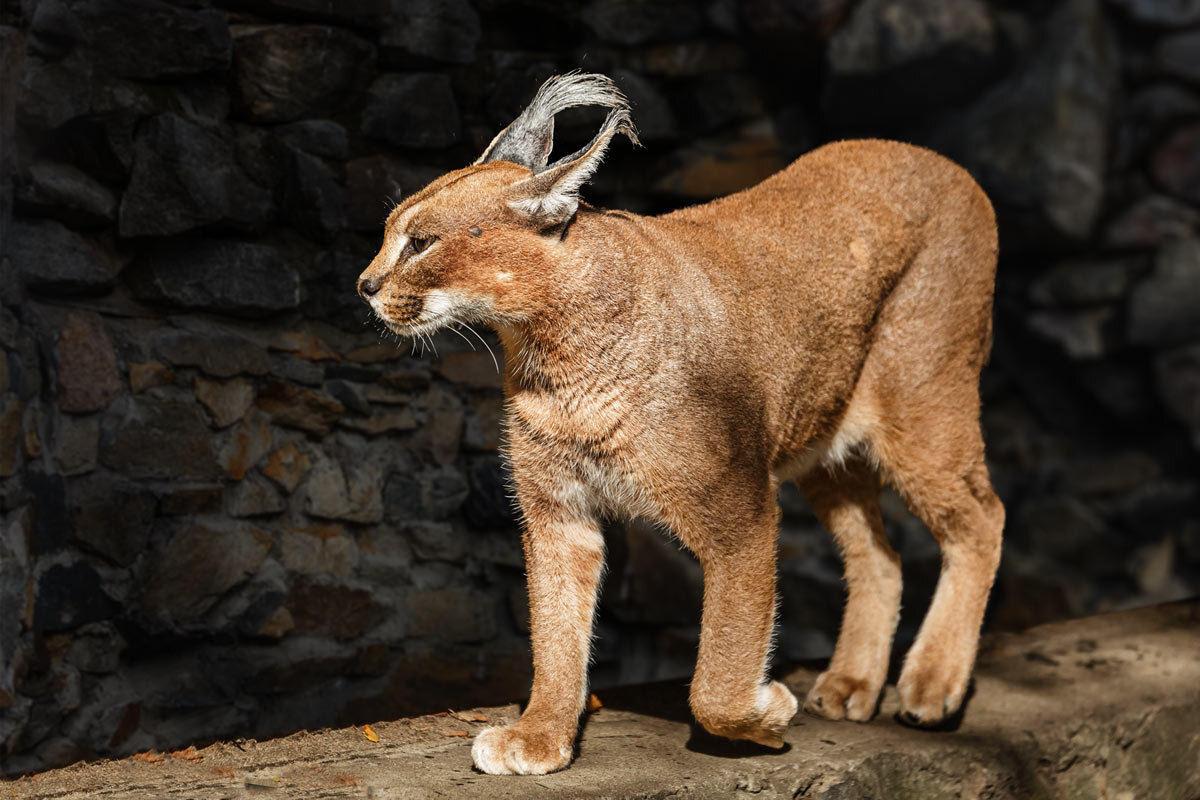 Каракал - SanSan 