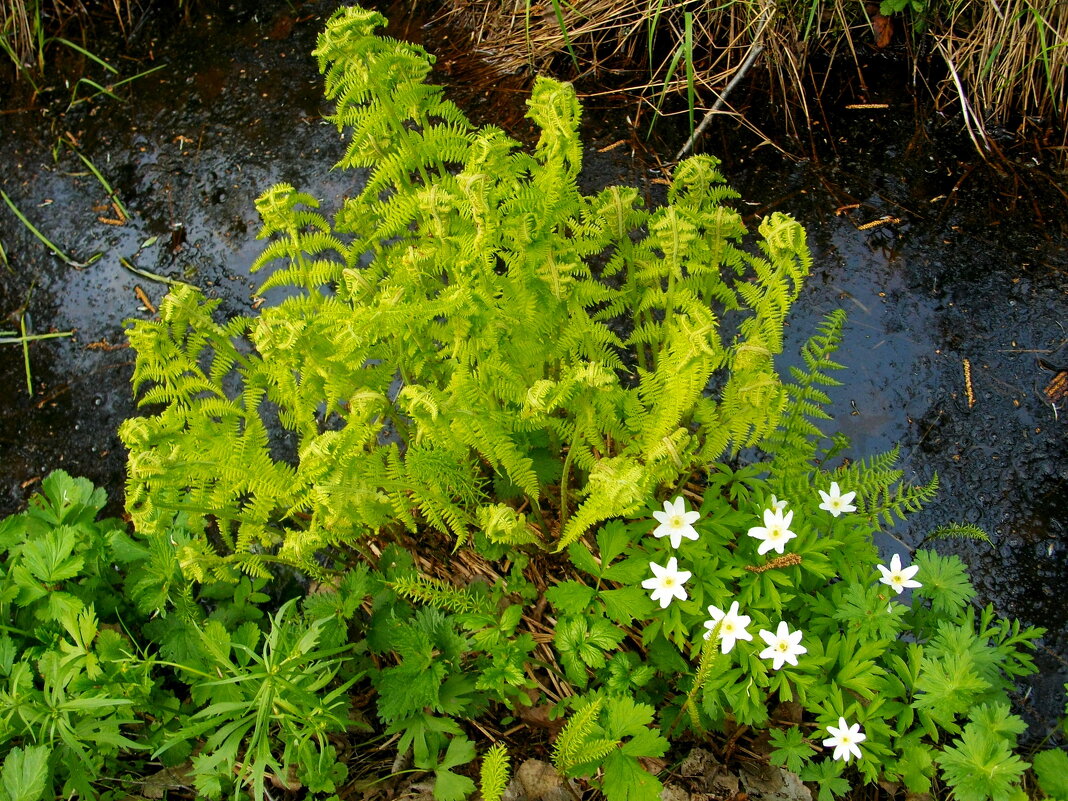 Майский этюд. - Лия ☼ Майский этюд. - Лия ☼
