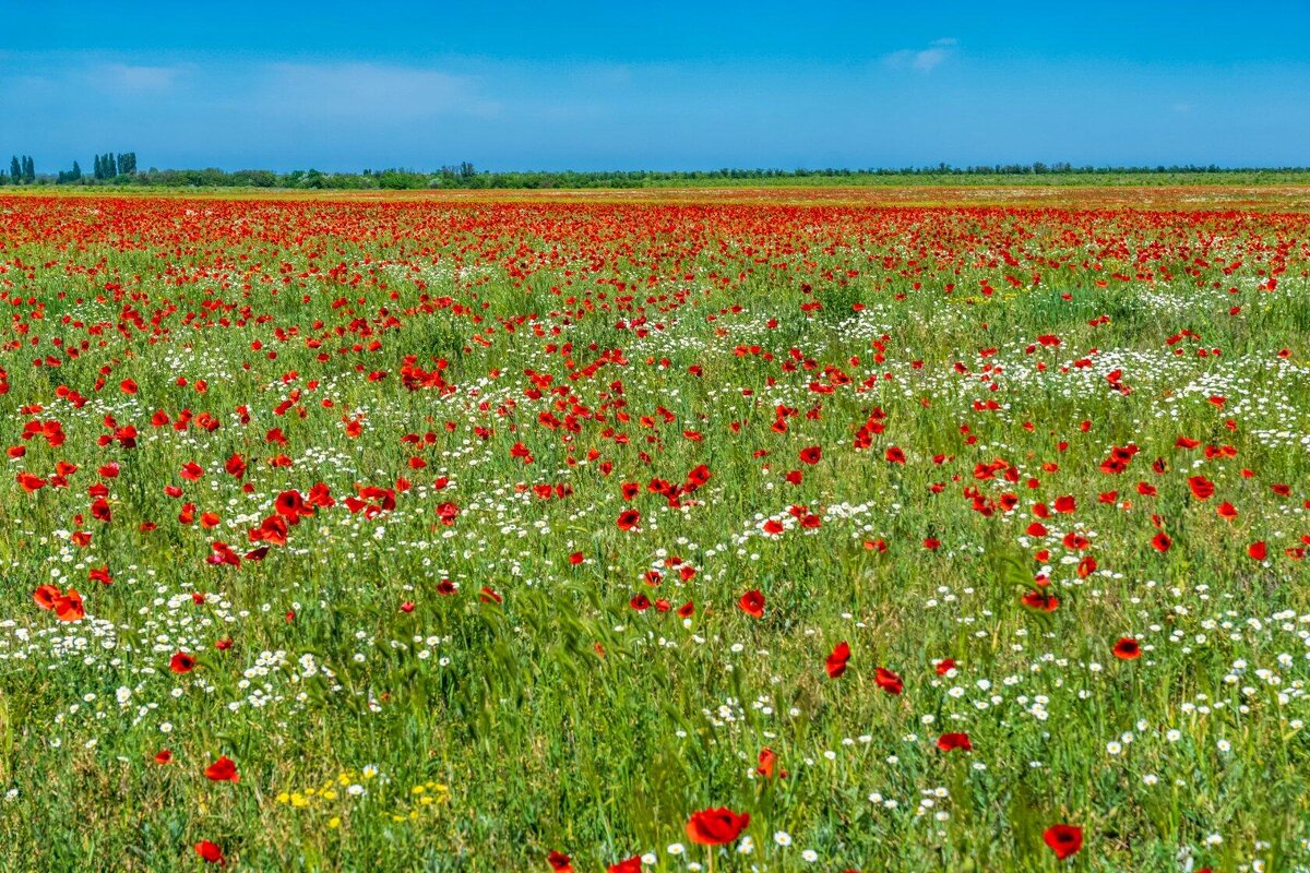 Крымские степи - Александр Буторин Крымские степи - Александр Буторин