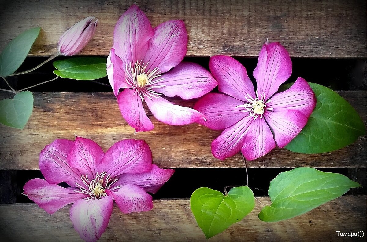 ..Какое это счастье - знать, что впереди у нас...целое ЛЕТО!... - TAMARA КАДАНОВА ..Какое это счастье - знать, что впереди у нас...целое ЛЕТО!... - TAMARA КАДАНОВА