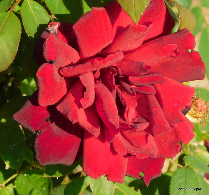 Алая роза. - Валерьян Запорожченко