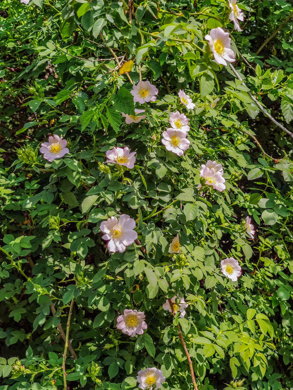 цветет шиповник - жанна janna