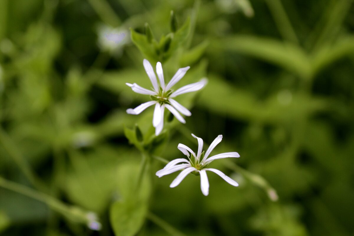 Макро - Антонина Гугаева
