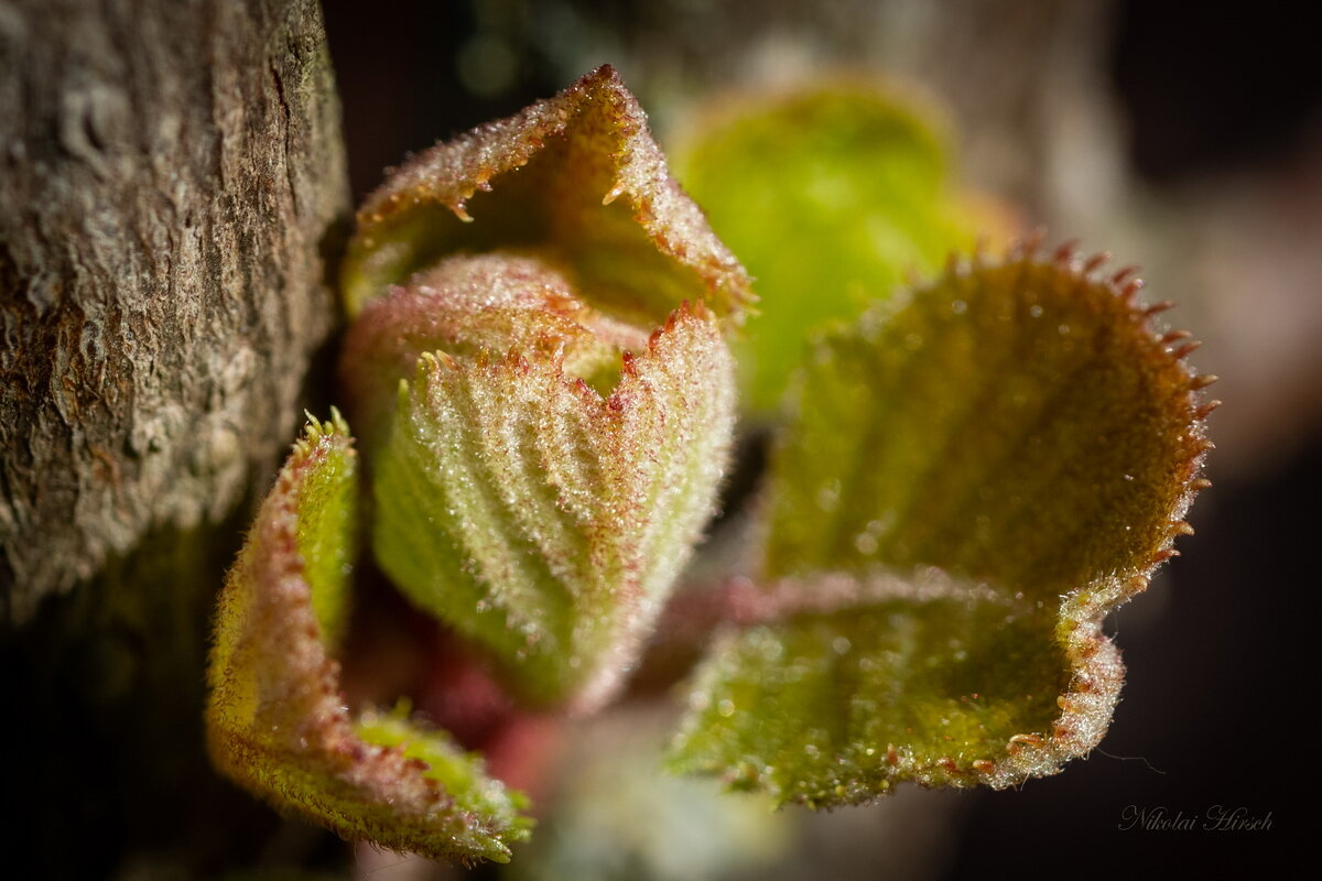 Ещё раз о киви - Николай Гирш