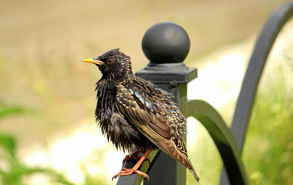 Скворец - Сергей Скворец - Сергей