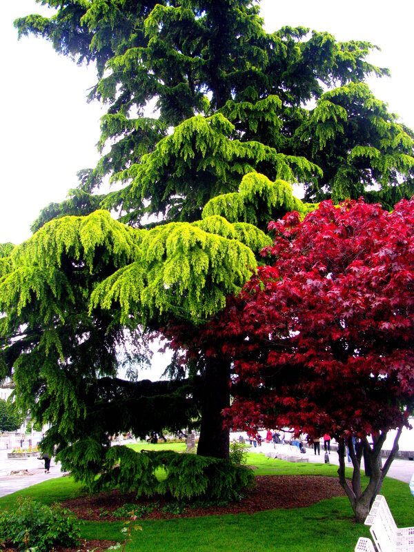 Швейцария. - Владимир Драгунский